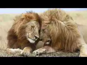 Video: Top 10 Gay Animals In The World || Gay Lion, Gay Dolphin, Gay Bonobo,... 16,979 views